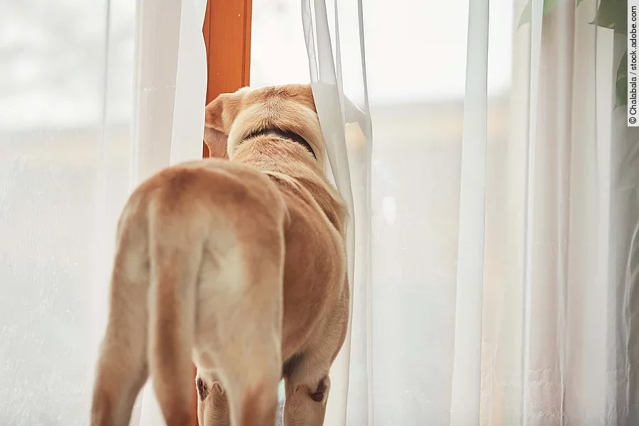 Dog waiting alone at home