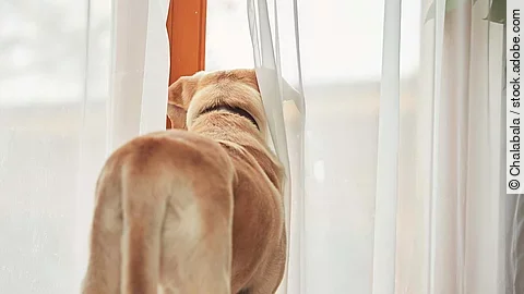 Dog waiting alone at home