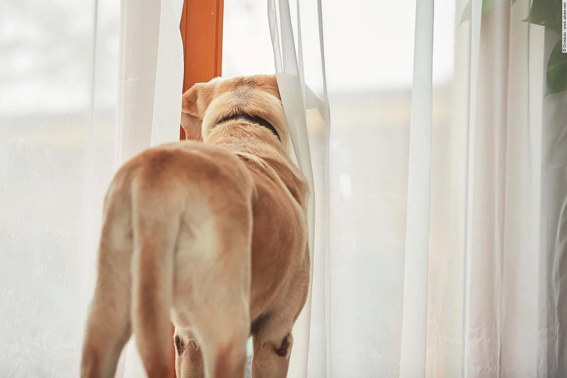 Dog waiting alone at home