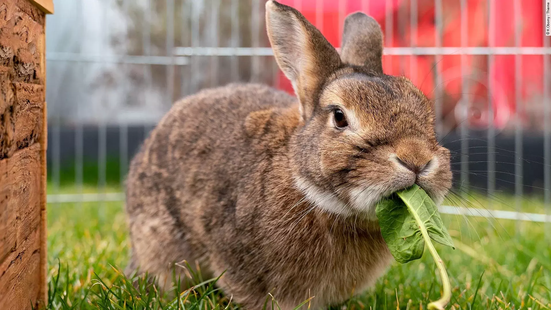 Ein Kaninchen sitzt in einem Außengehege. Das Kaninchen hat braunes Fell und knabbert an einem Löwenzahnblatt. Der Boden ist mit Gras bewachsen. 