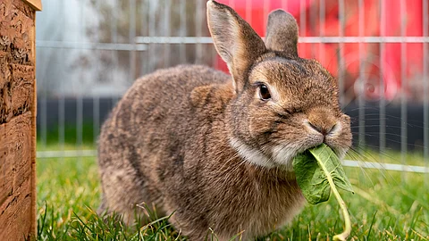 Ein Kaninchen sitzt in einem Außengehege. Das Kaninchen hat braunes Fell und knabbert an einem Löwenzahnblatt. Der Boden ist mit Gras bewachsen.