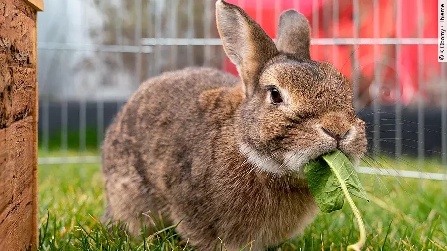 Ein Kaninchen sitzt in einem Außengehege. Das Kaninchen hat braunes Fell und knabbert an einem Löwenzahnblatt. Der Boden ist mit Gras bewachsen. 