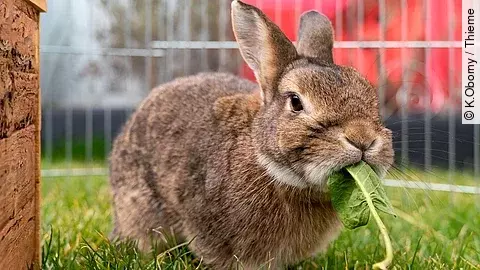 Ein Kaninchen sitzt in einem Außengehege. Das Kaninchen hat braunes Fell und knabbert an einem Löwenzahnblatt. Der Boden ist mit Gras bewachsen. 