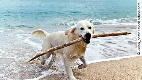 Golden Retriever am Strand
