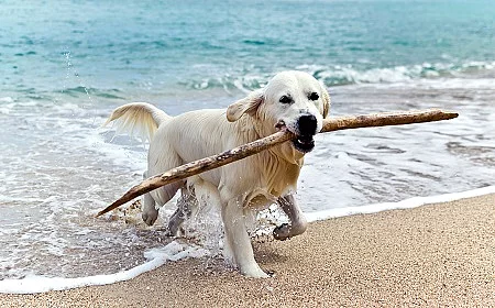 labrador retriever on the beach Golden Retriever am Strand