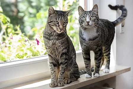 Zwei getigerte Katzen sitzen beziehungsweise stehen auf einer Fensterbank.