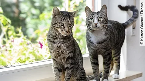 Zwei getigerte Katzen sitzen beziehungsweise stehen auf einer Fensterbank.