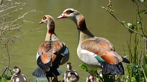 Nilgans-Familie