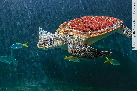 Meeresschildkröte schwimmt im Wasser.