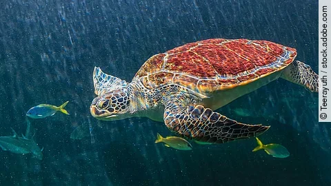 Meeresschildkröte schwimmt im Wasser.