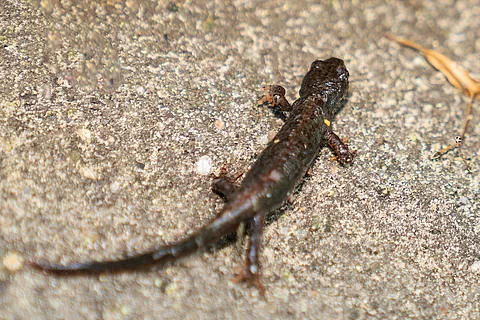 Salamander auf steinigem Untergrund.