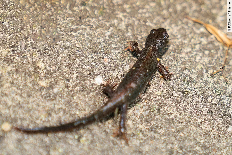 Salamander auf steinigem Untergrund.