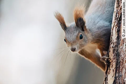 Ein Eichhörnchen klettert an einem Baumstamm.