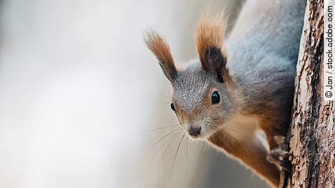 Ein Eichhörnchen klettert an einem Baumstamm.