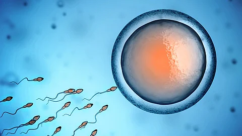 Spermien und Eizelle unter Mikroskop