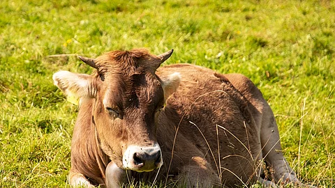Eine Kuh schläft auf einer grünen Weide. Die Kuh liegt und hat die Augen halb geschlossen. Die Kuh hat Hörner und rötliches Fell. 