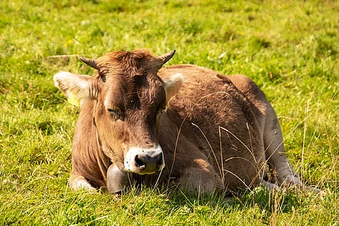Eine Kuh schläft auf einer grünen Weide. Die Kuh liegt und hat die Augen halb geschlossen. Die Kuh hat Hörner und rötliches Fell. 
