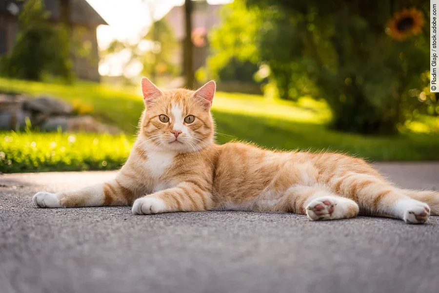 Eine rote Katze liegt gemütlich auf der Terrasse und genießt die Sonne.