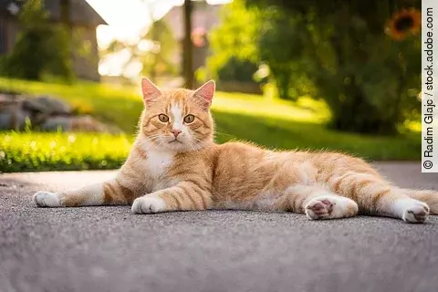 Eine rote Katze liegt gemütlich auf der Terrasse und genießt die Sonne.