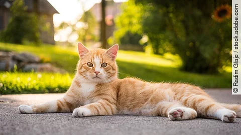 Eine rote Katze liegt gemütlich auf der Terrasse und genießt die Sonne.