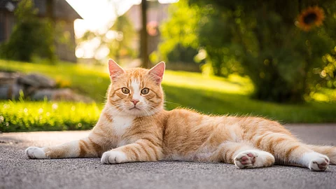 Eine rote Katze liegt gemütlich auf der Terrasse und genießt die Sonne.