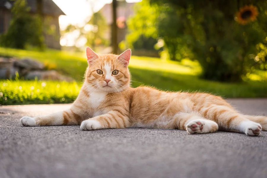 Eine rote Katze liegt gemütlich auf der Terrasse und genießt die Sonne.