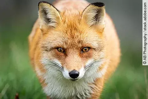 Ein roter Fuchs steht im Wald und schaut direkt in die Kamera.