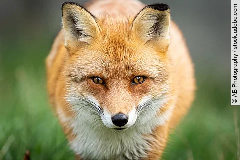 Ein roter Fuchs steht im Wald und schaut direkt in die Kamera.