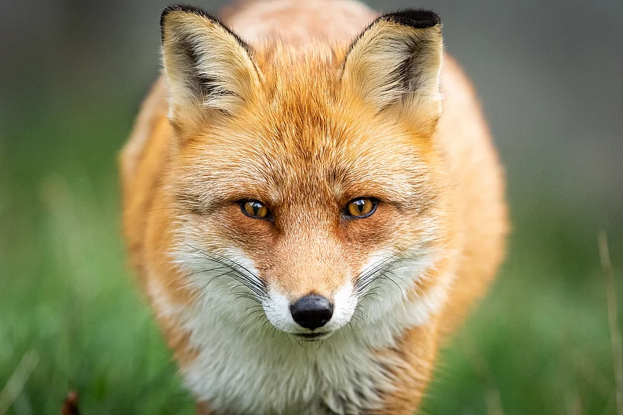 Ein roter Fuchs steht im Wald und schaut direkt in die Kamera.