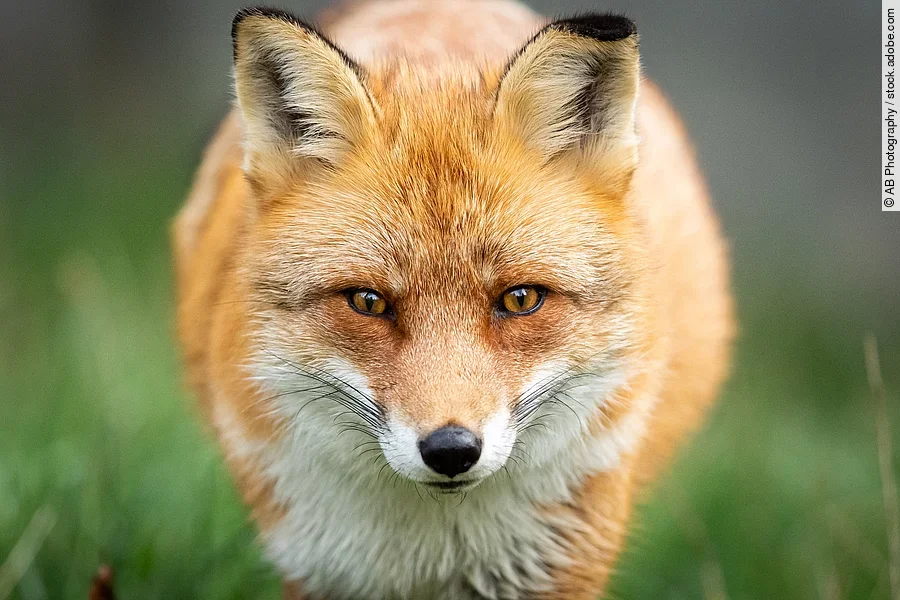 Ein roter Fuchs steht im Wald und schaut direkt in die Kamera. Ein roter Fuchs steht im Wald und schaut direkt in die Kamera.