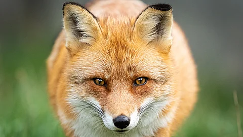 Ein roter Fuchs steht im Wald und schaut direkt in die Kamera.
