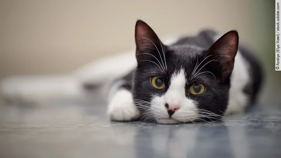 Eine schwarz-weiße Katze liegt auf dem Boden und schaut in die Kamera.