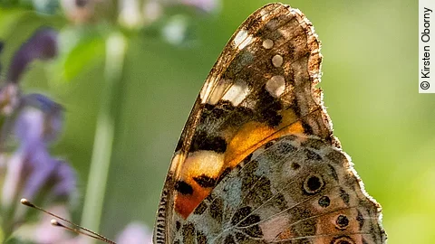 Schmetterling auf lila Blüte
