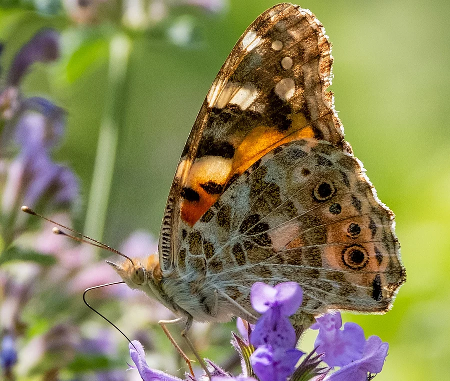 Schmetterling auf lila Blüte Schmetterling auf lila Blüte