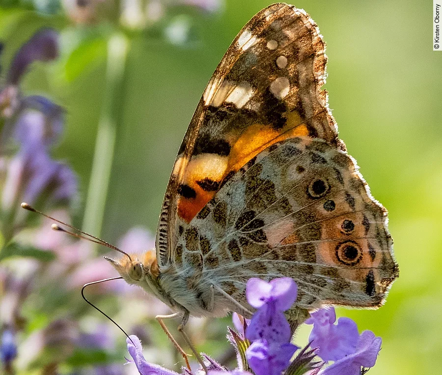 Schmetterling auf lila Blüte
