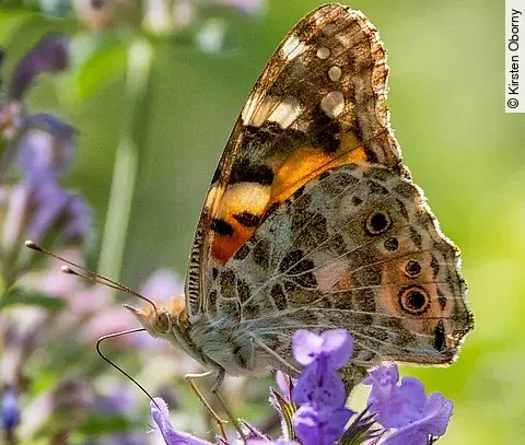 Schmetterling auf lila Blüte