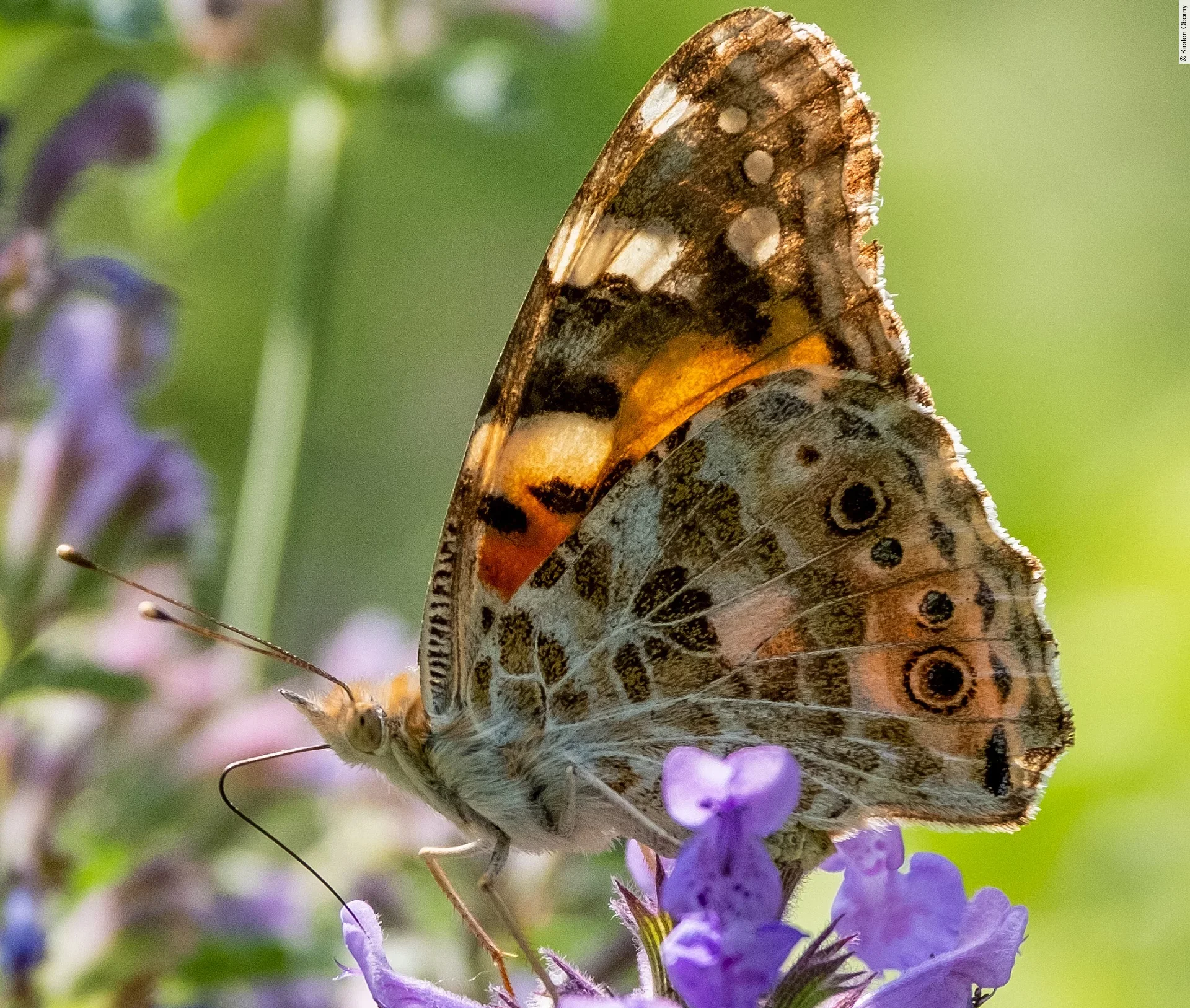 Schmetterling auf lila Blüte