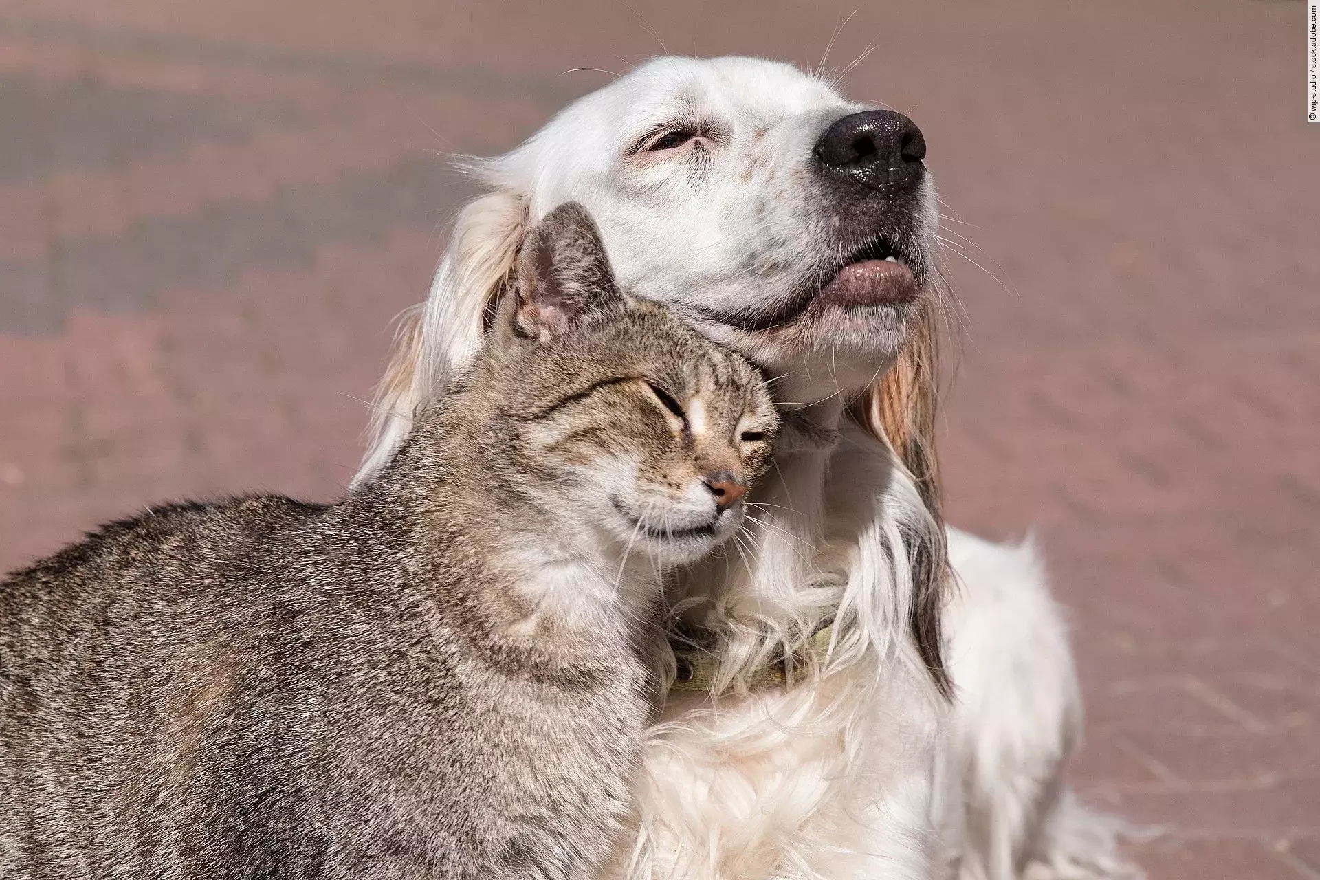 Katze schmust mit Hund