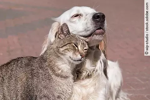 Katze schmust mit Hund