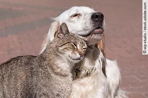 Katze schmust mit Hund