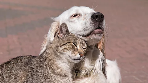 Katze schmust mit Hund Katze schmust mit Hund