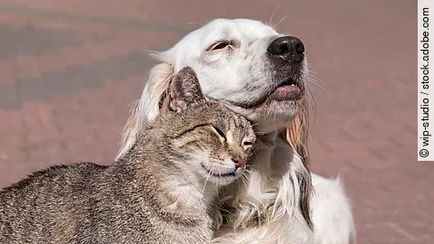 Katze schmust mit Hund