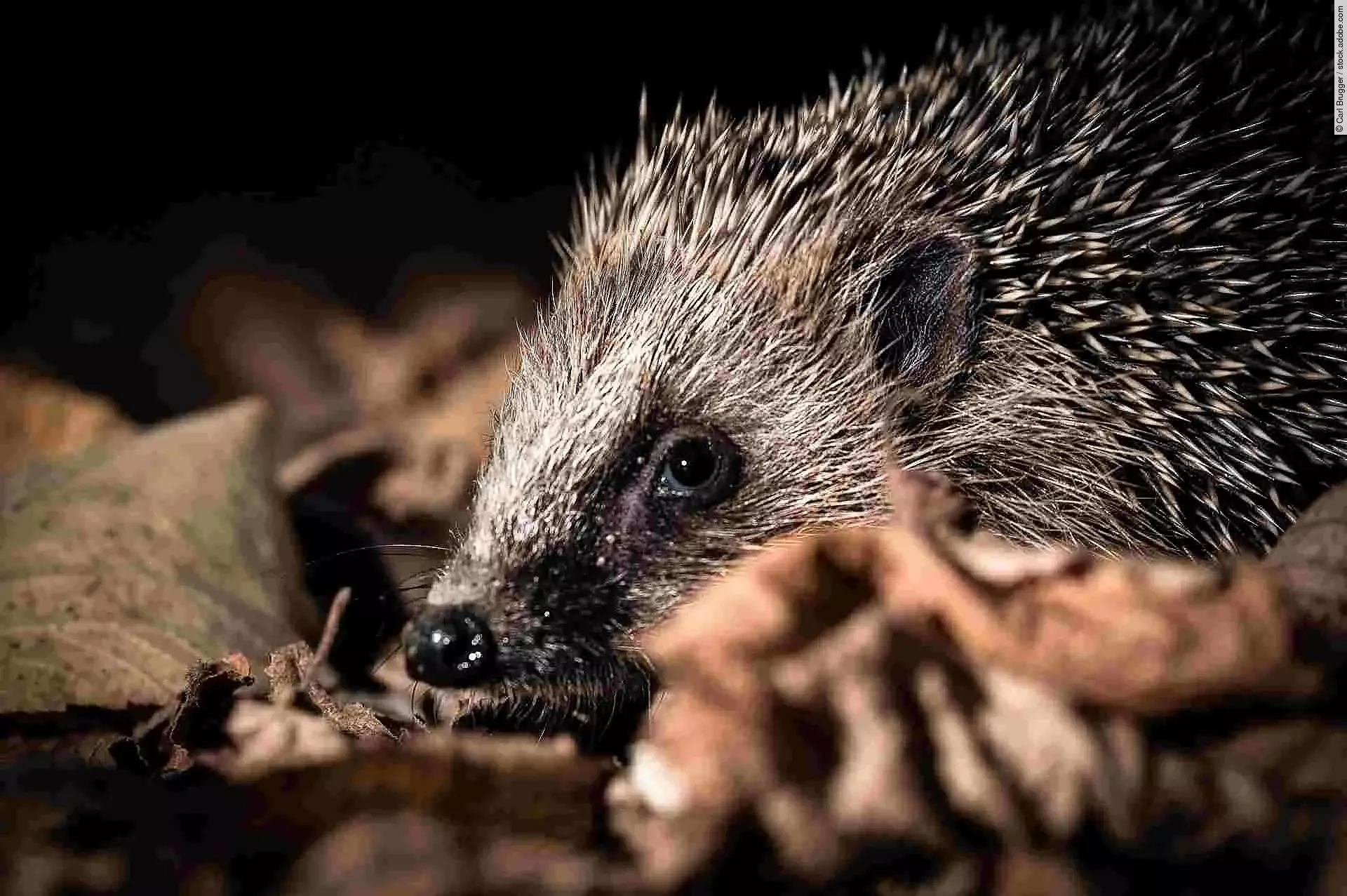 Kleiner Igel im Herbstlaub