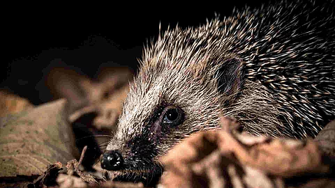 Kleiner Igel im Herbstlaub