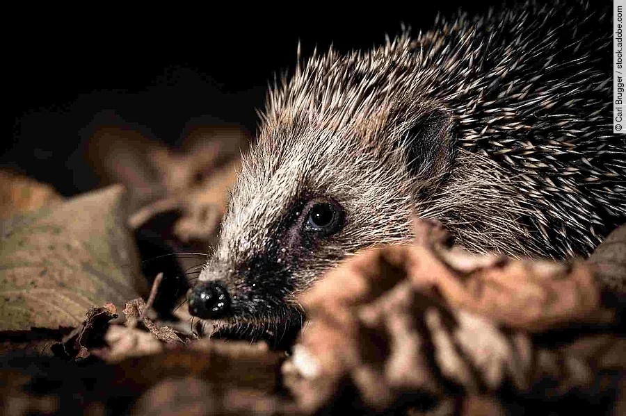 Kleiner Igel im Herbstlaub