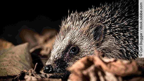 Kleiner Igel im Herbstlaub