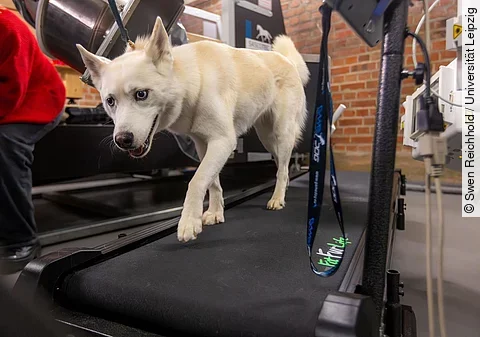 Ein weißer Husky-Mischling läuft hechelnd auf einem Laufband. Dabei ist an einem Halsband angeleint.