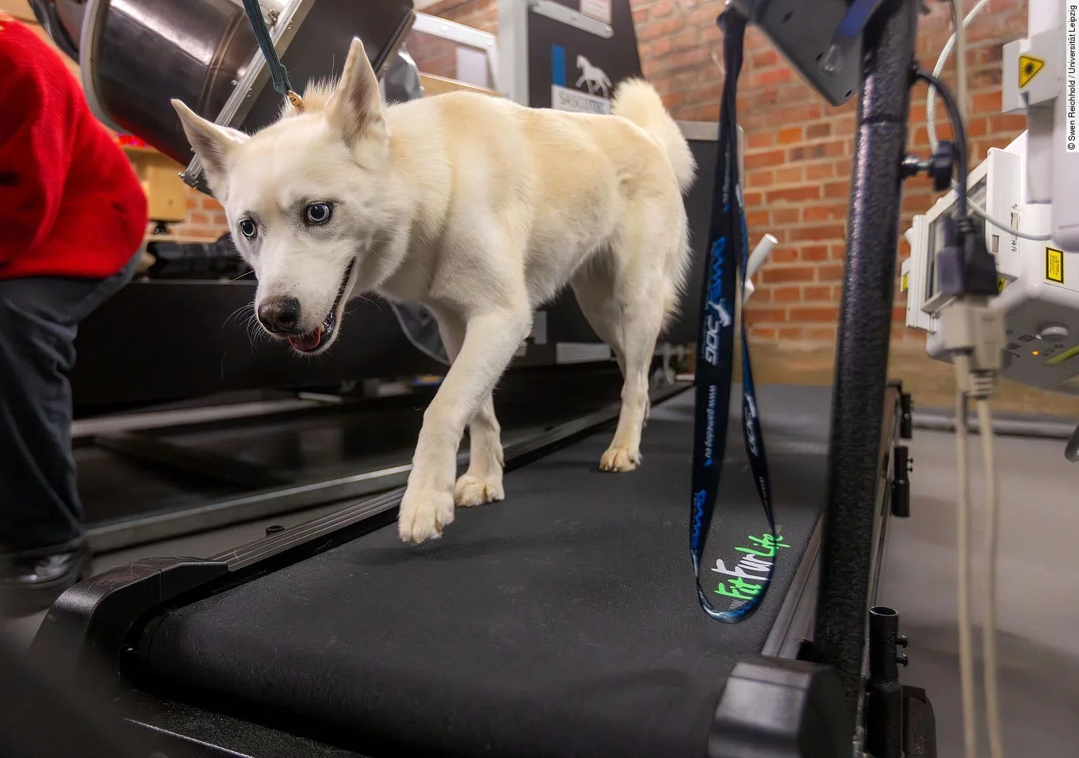 Ein weißer Husky-Mischling läuft hechelnd auf einem Laufband. Dabei ist an einem Halsband angeleint.