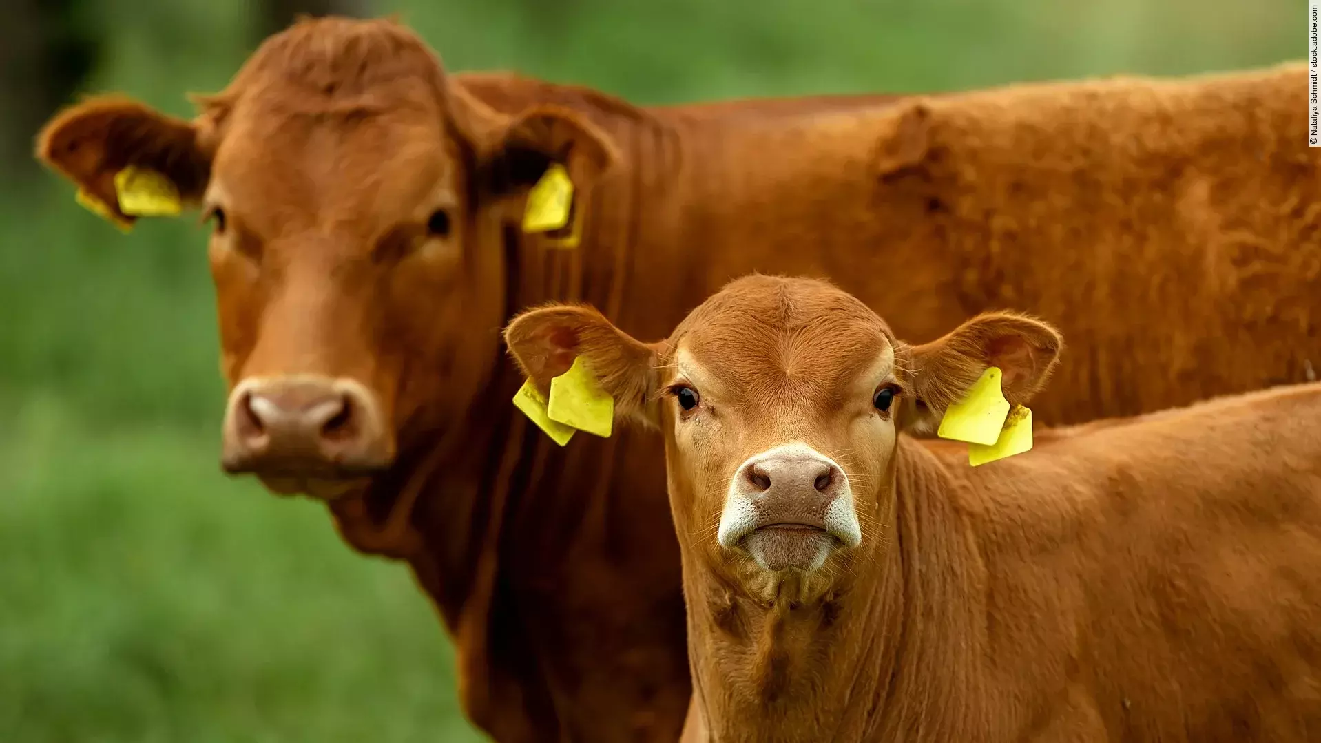 Zwei Kühe stehen auf einer Weide. Beide Kühe haben rotes Fell und gelbe Ohrmarken. Ein Tier ist noch ein Kalb.