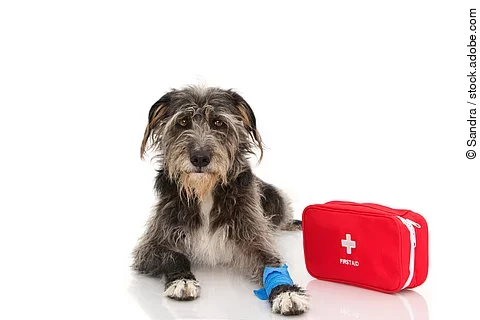 Ein grauer Hund mit Schlappohren und langem Fell liegt auf dem Boden neben einem roten Erste-Hilfe-Set. An seiner linken Vorderpfote hat er einen blauen Verband.